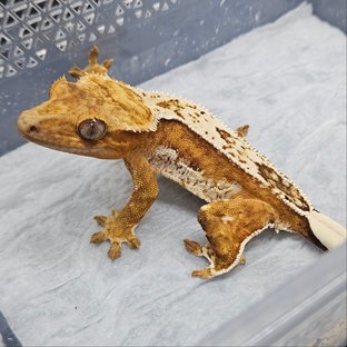 크림 크림시클 쿼드