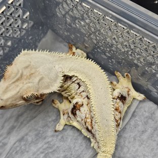 릴리화이트 트라이 솔리드백