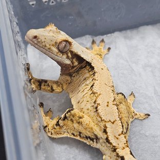 노멀 트라이 익스트림할리퀸