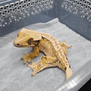 트라이 익스트림할리퀸 드리피