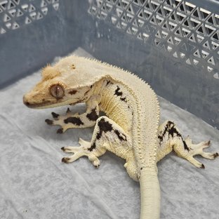 릴리화이트 솔리드백