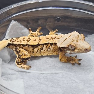 노멀 트라이 익스트림할리퀸