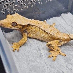 노멀 트라이 드리피