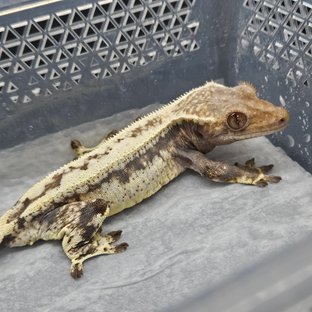 카푸치노 쿼드 드리피