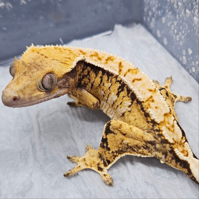 노멀 익스트림할리퀸 트라이