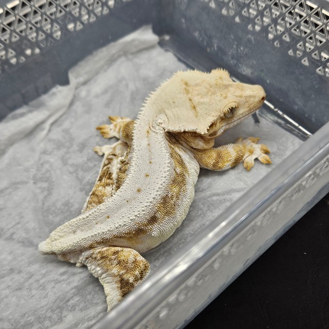 트라이 릴리화이트