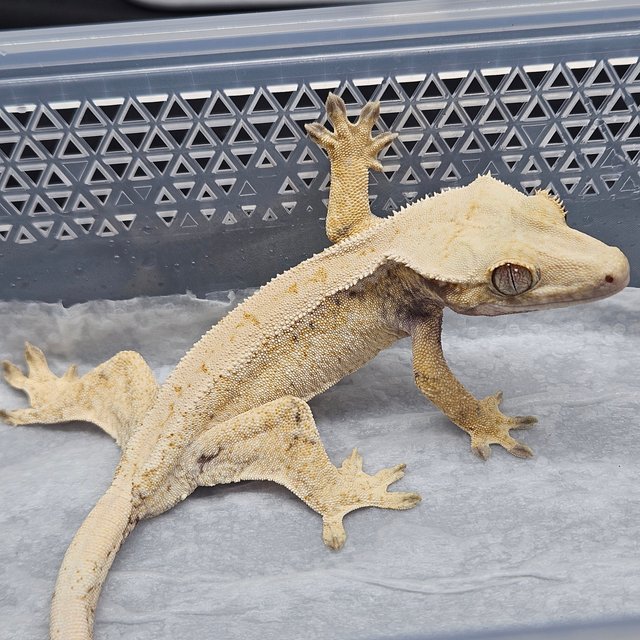 노멀 트라이 드리피 화이트스팟