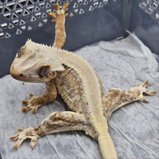 릴리100%헷아잔틱 솔리드백