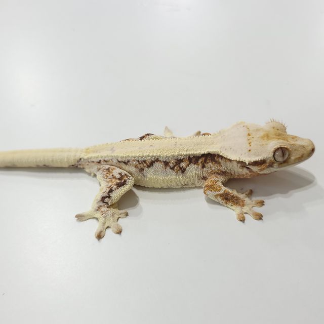 릴리화이트 트라이