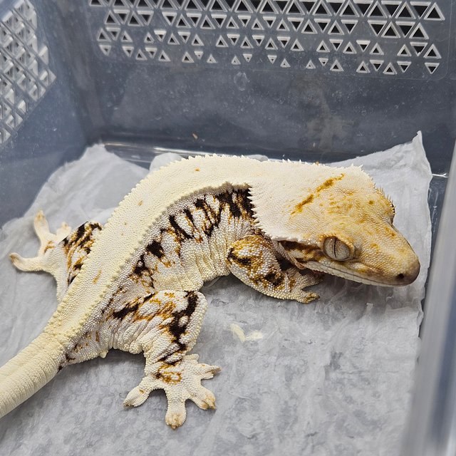 트라이 릴리화이트