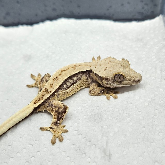 쿼드 트라이 노멀