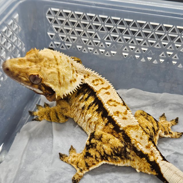 텐저린 트라이 노멀