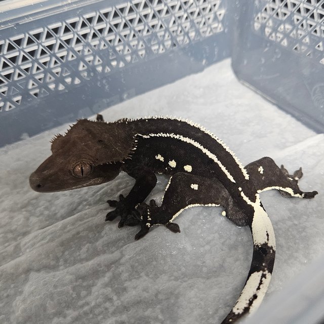 아잔틱 화이트핀 화이트포트홀