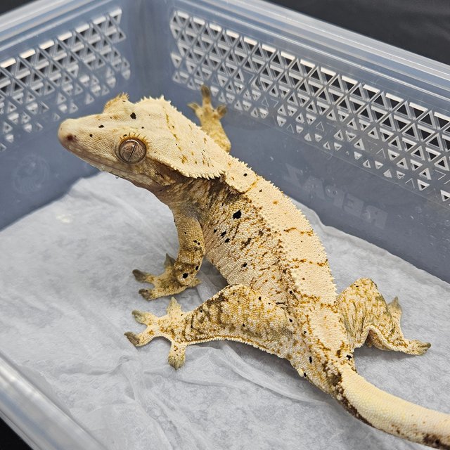 노멀 트라이 익스트림할리퀸