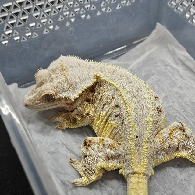 트라이 릴리화이트