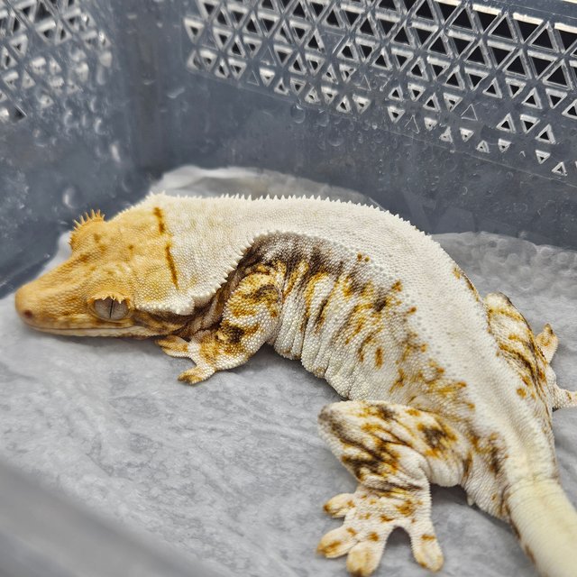 트라이 릴리화이트 솔리드백