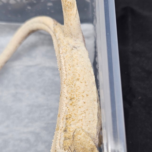 노멀 트라이 드리피 화이트스팟