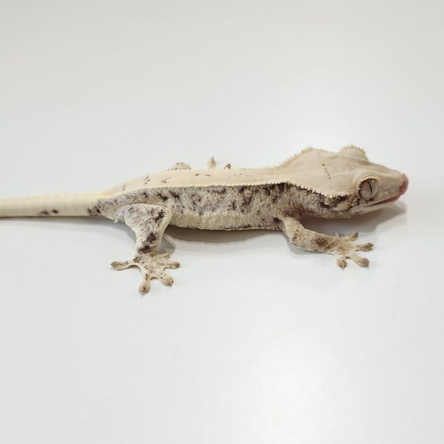 릴리화이트 트라이