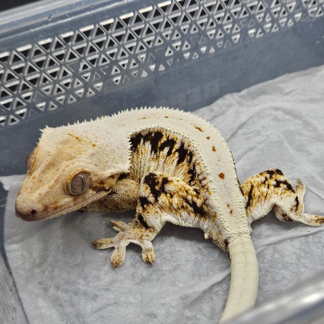 릴리화이트 트라이