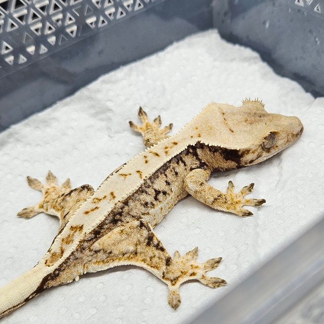 쿼드 드리피 노멀