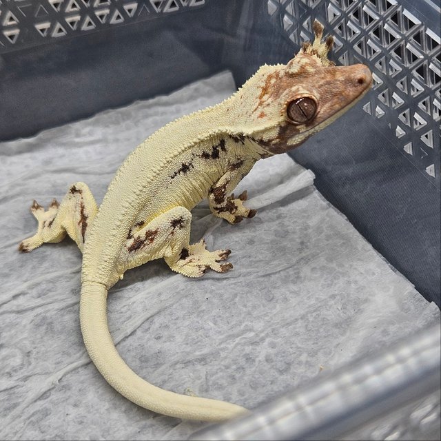 프라푸치노 솔리드백