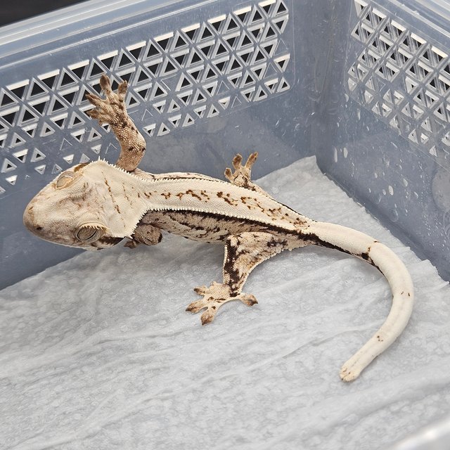 노멀 트라이 화이트스팟 화이트핀