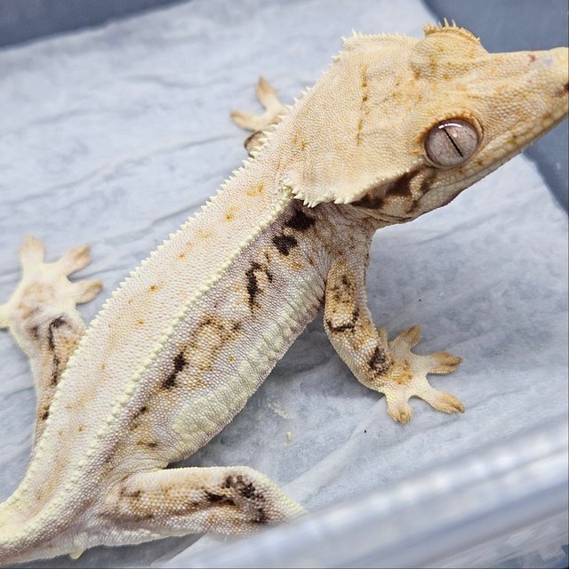 릴리화이트 트라이