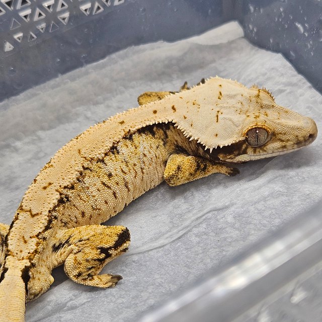 노멀 트라이 익스트림할리퀸