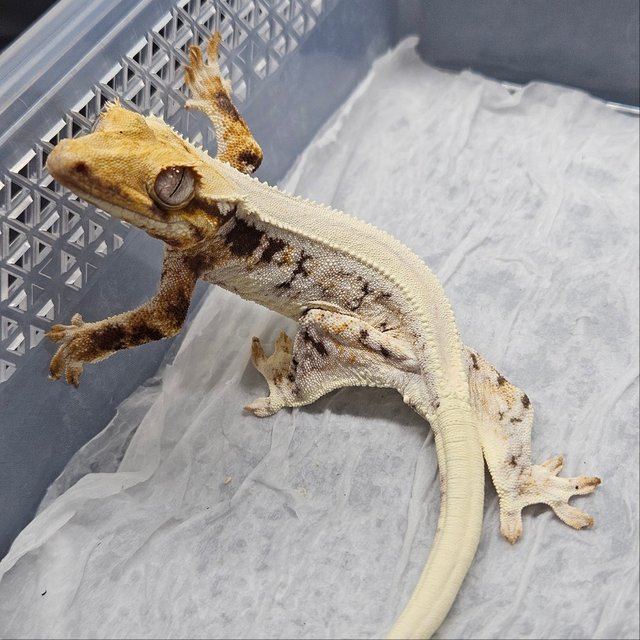 릴리화이트 트라이 솔리드백