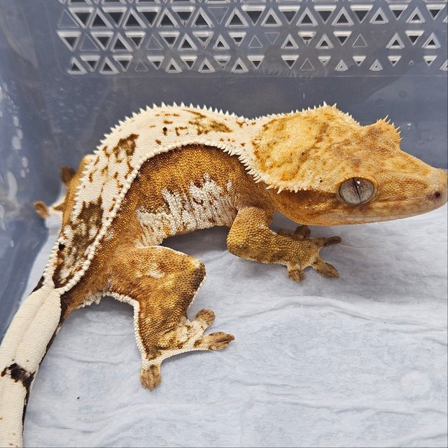 크림 크림시클 쿼드