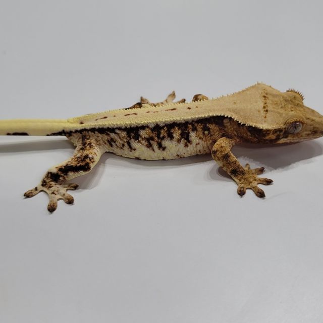 릴리화이트 트라이