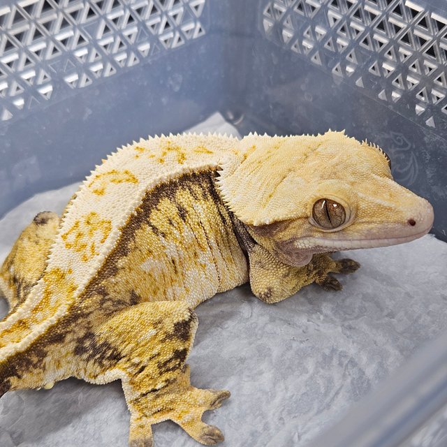 노멀 쿼드 핀스트라이프