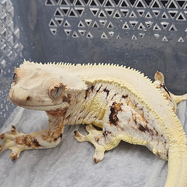 릴리화이트 트라이 솔리드백