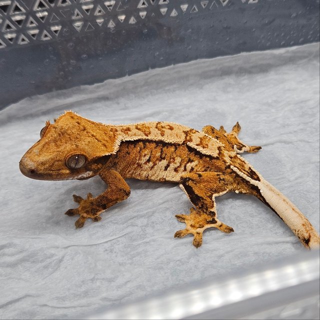 텐저린 트라이 노멀