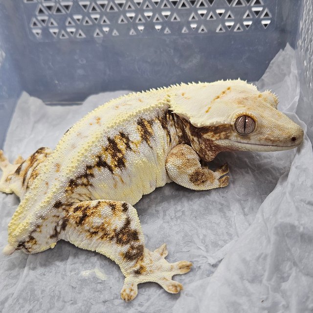 트라이 릴리화이트