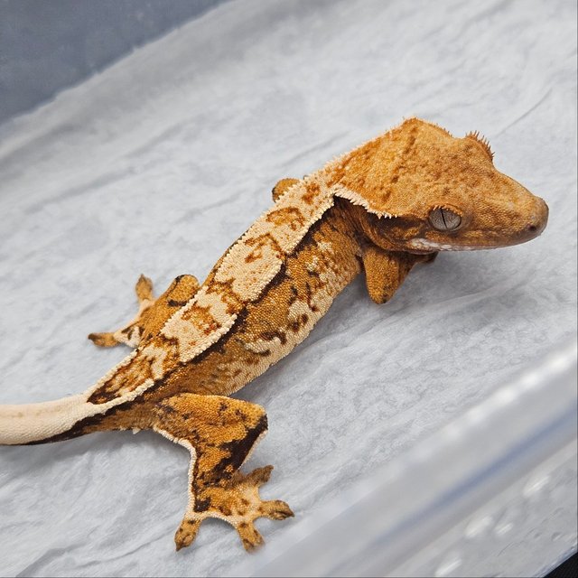 텐저린 트라이 노멀