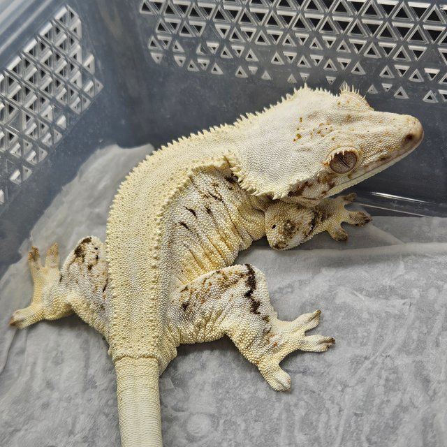 솔리드백 트라이 릴리화이트