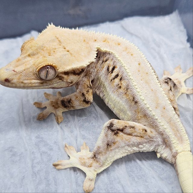 릴리화이트 트라이