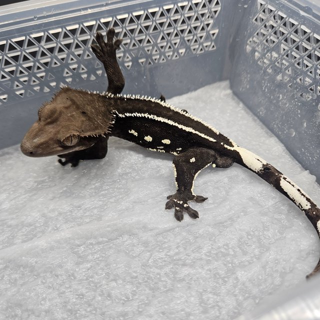 아잔틱 화이트핀 화이트포트홀