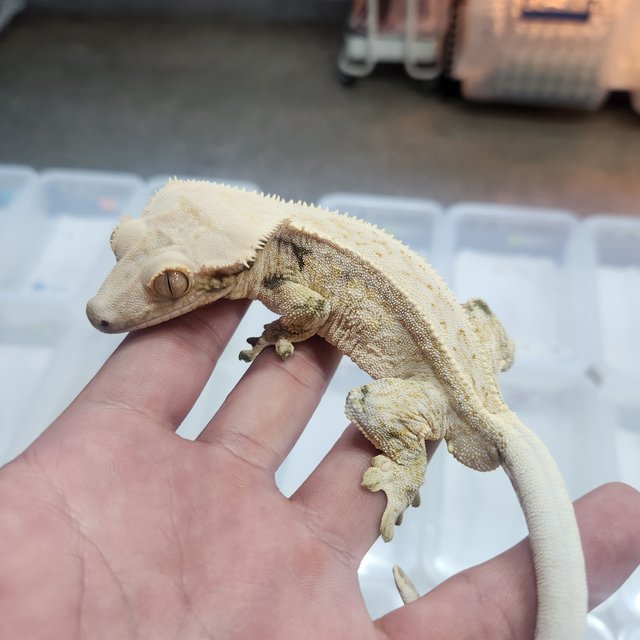 쿼드 드리피 화이트스팟