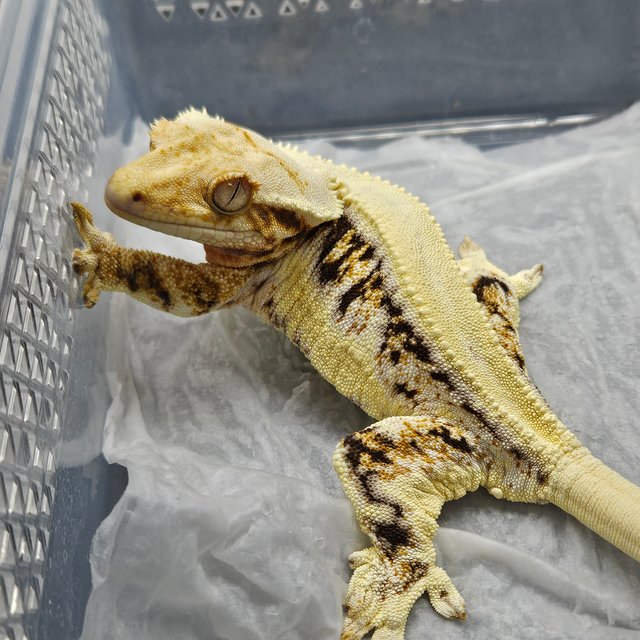 릴리화이트 솔리드백