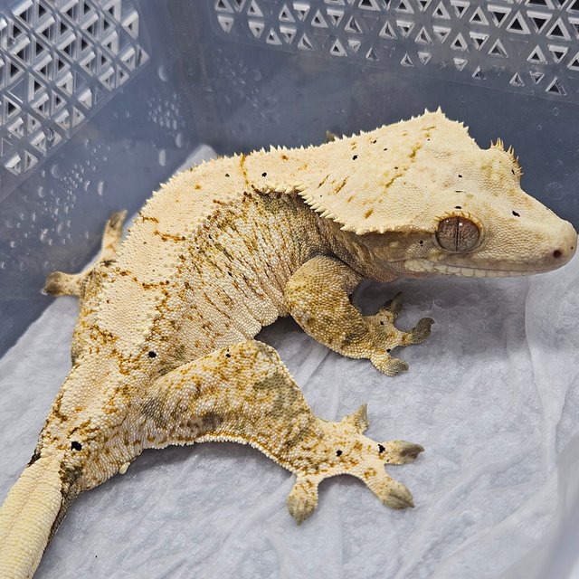 노멀 트라이 익스트림할리퀸