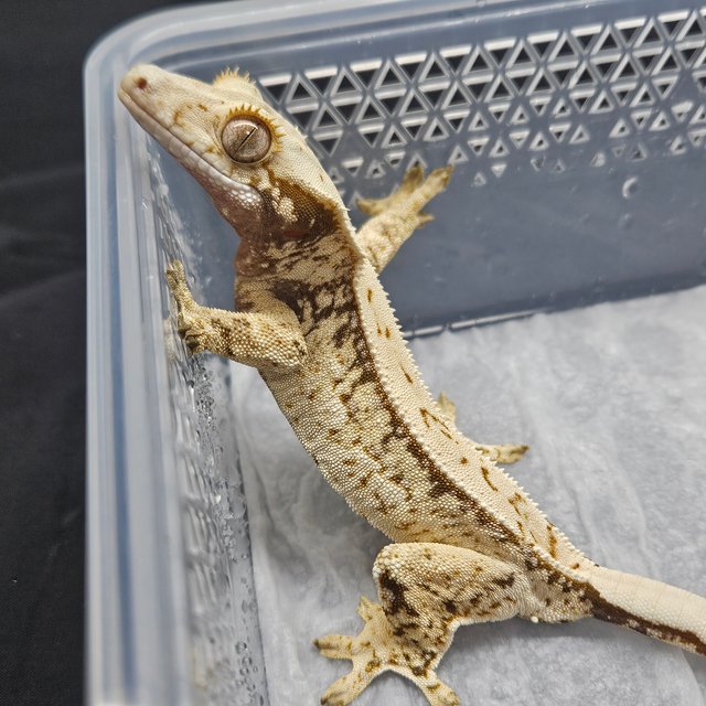 노멀 드리피 쿼드 화이트스팟