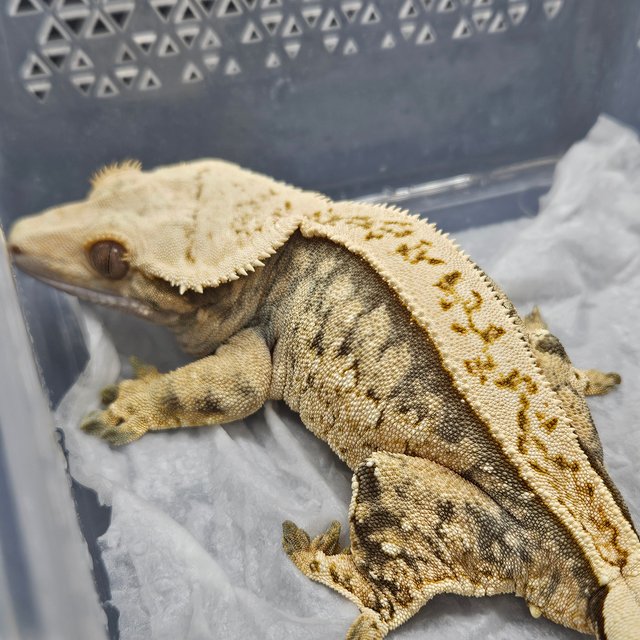 노멀 트라이 풀핀