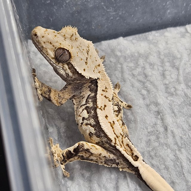 노멀 트라이 쿼드