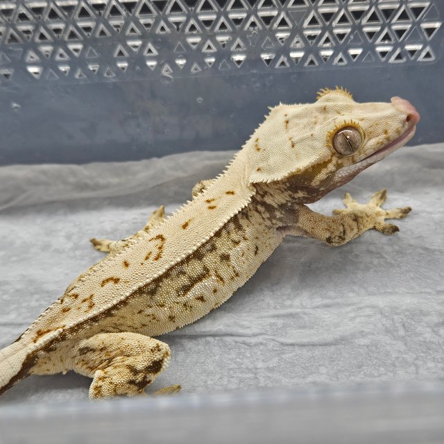 노멀 드리피 쿼드 화이트스팟