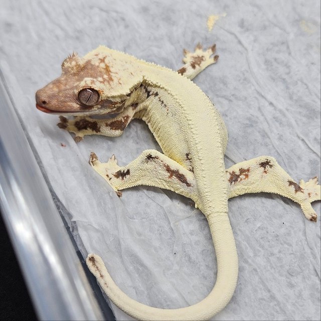 프라푸치노 솔리드백