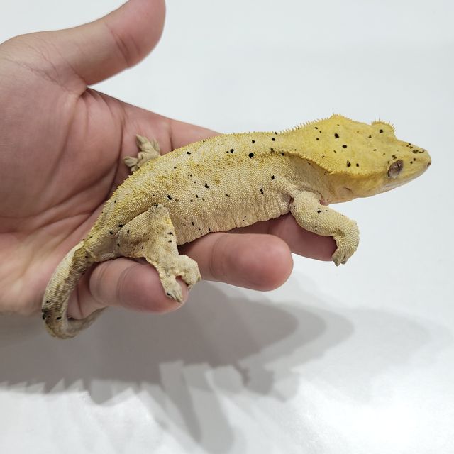 달마시안 옐로우