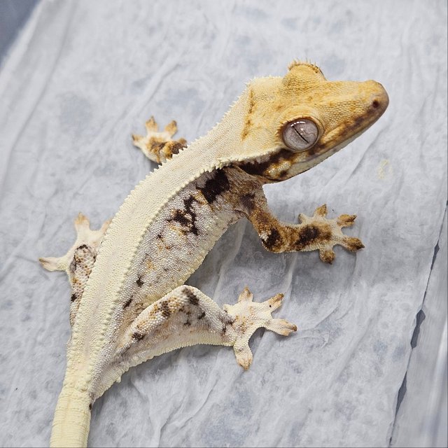 릴리화이트 트라이 솔리드백