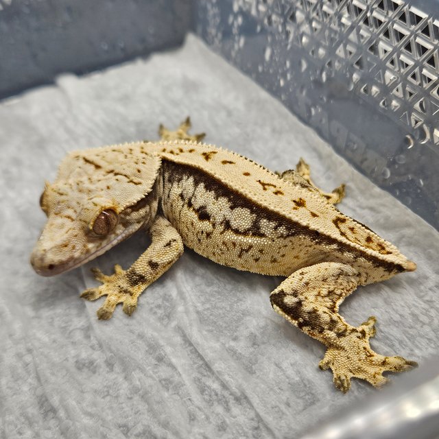 쿼드 트라이 풀핀